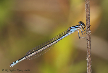 Enallagma davisi, female